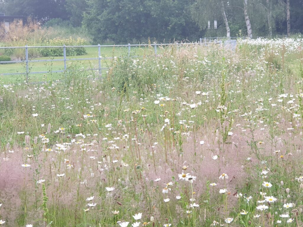 new wildflower meadow with landscape garden backdrop