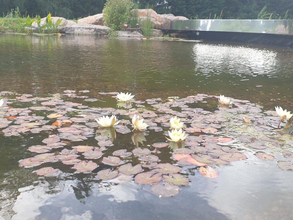 water lilies in new pond