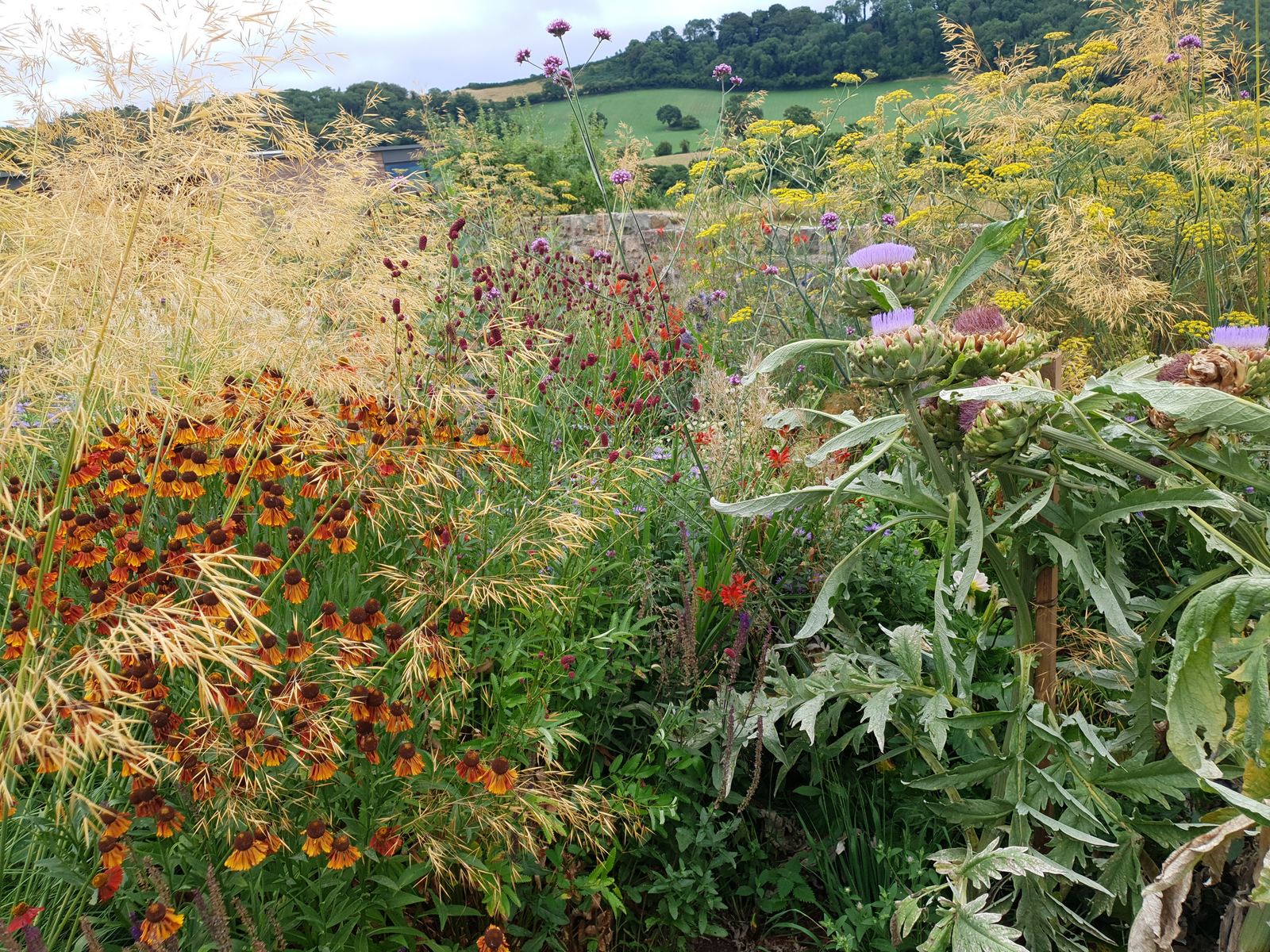 Helenium, Cardoon and Stipa in the perennial border scheme