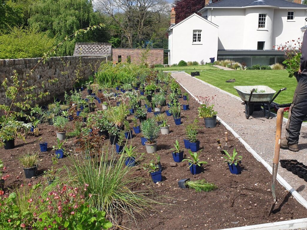 setting out the pots for the meadow border planting scheme