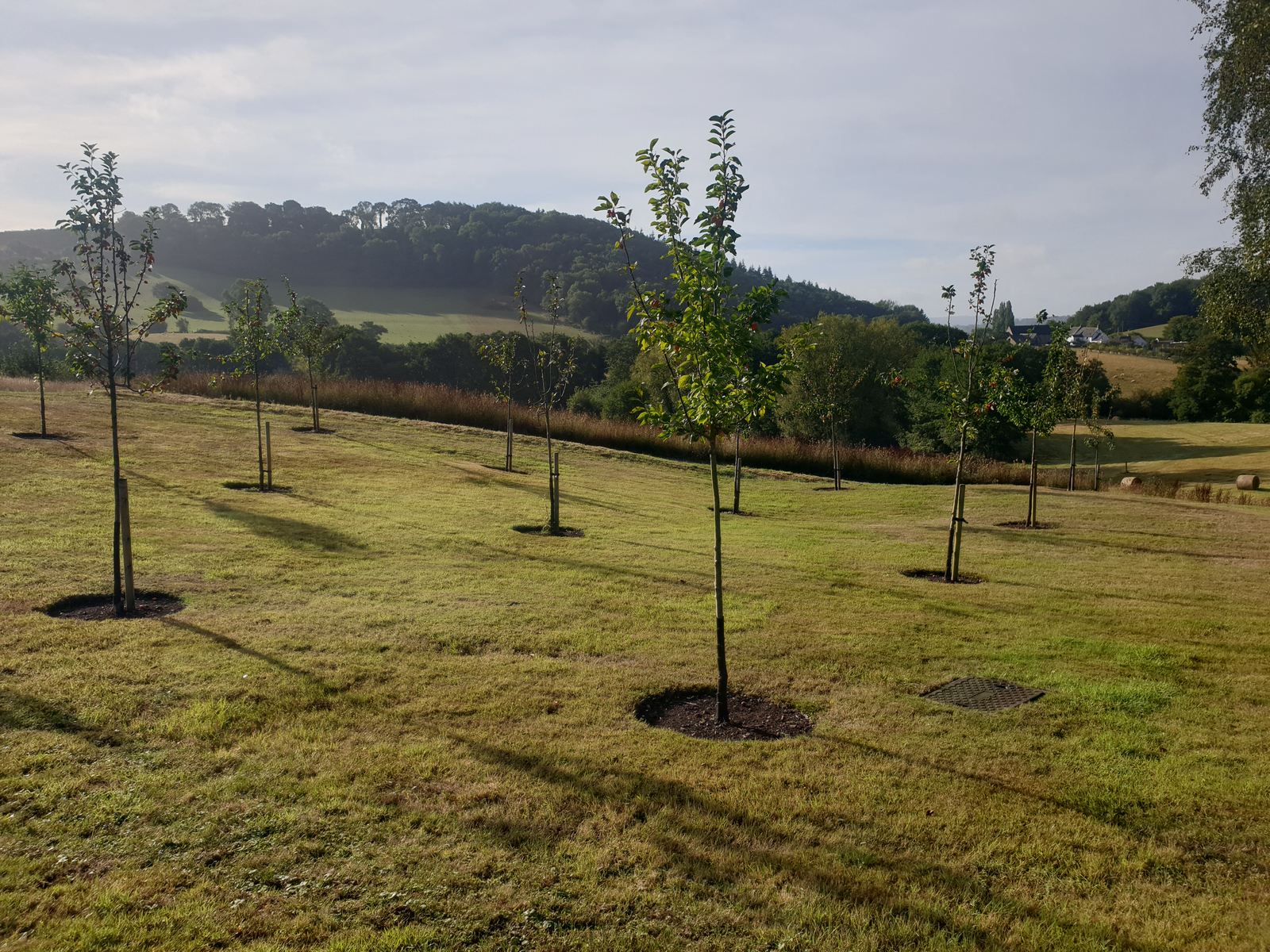 the crab apple grove