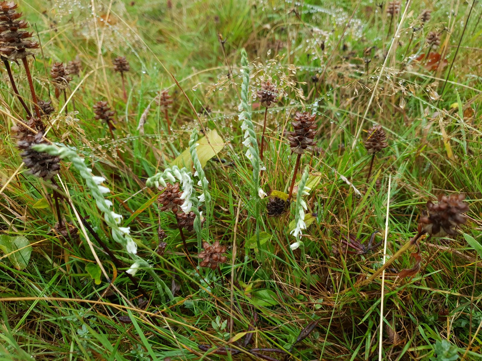 Autumn-lady's Tresses in the tennis court lawn