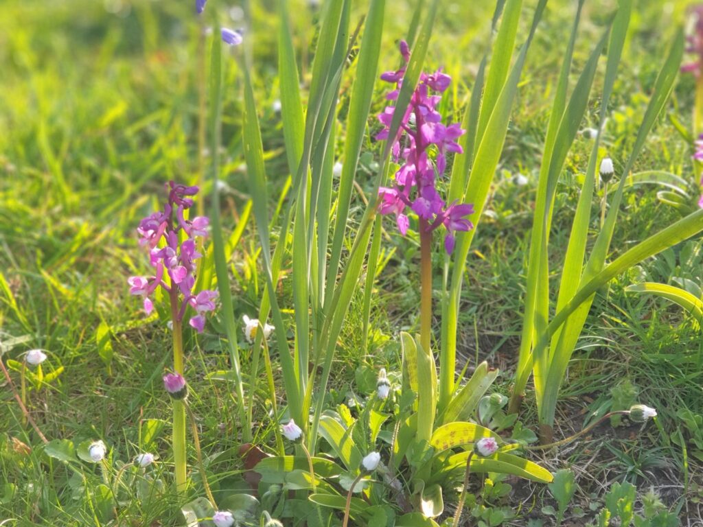 Early-purple Orchids in the lawn