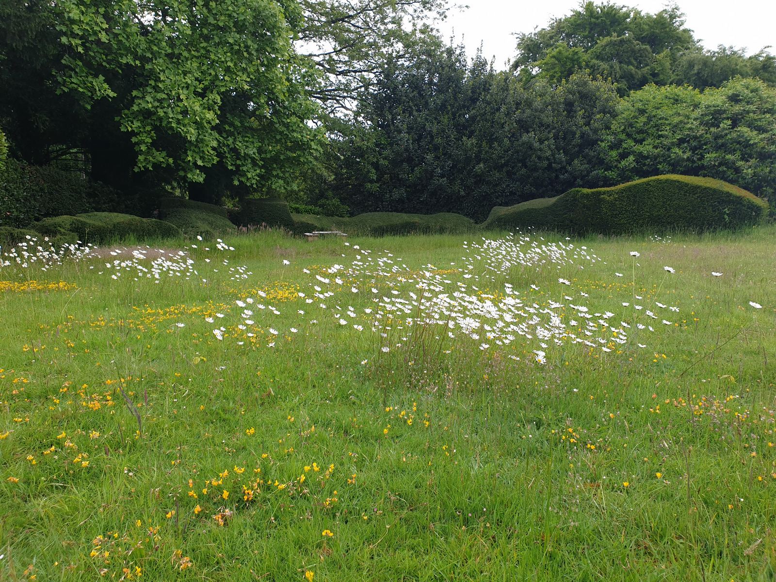 the old tennis lawn reverting to wildflower meadow with cloud pruned hedges in the background
