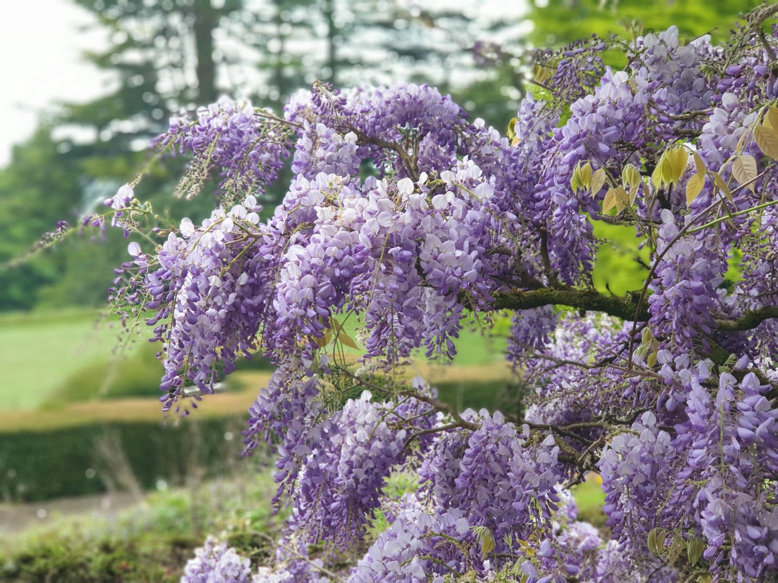 the pruned Wisteria