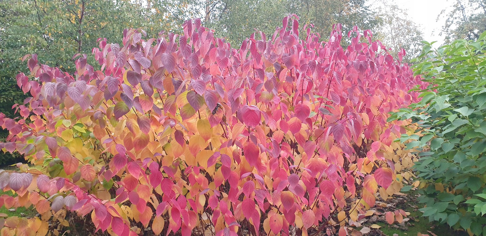 Autumn leaf colour on Dogwoods
