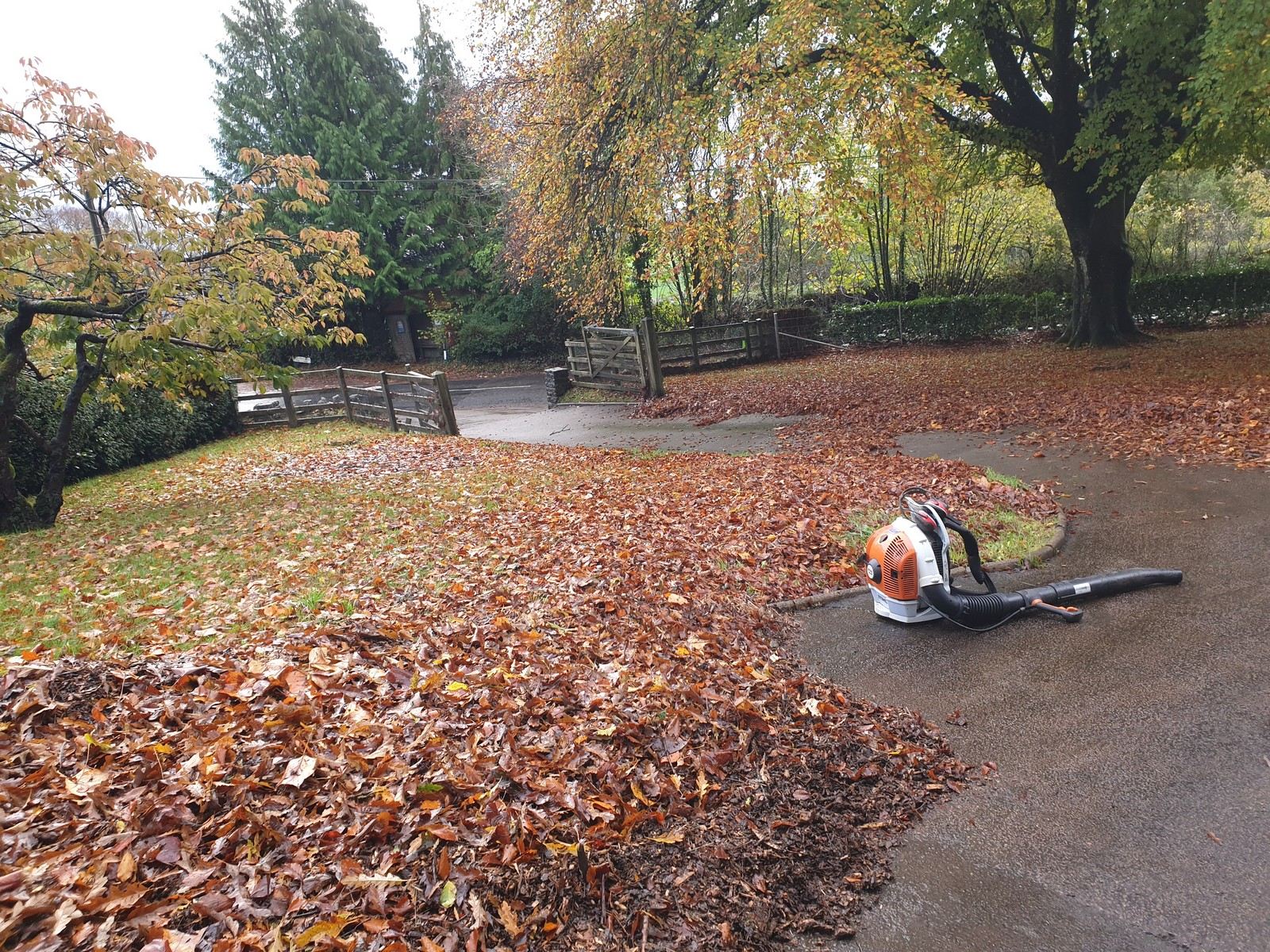 Clearing Autumn leaves in a woodland garden