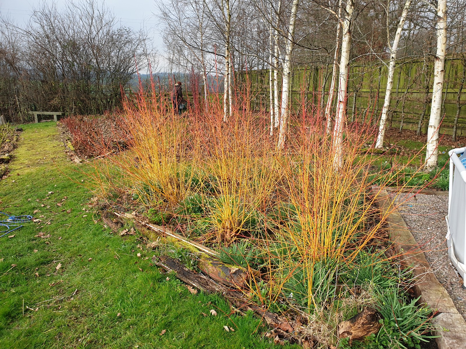 Coppiced winter Dogwoods and Silver Birch