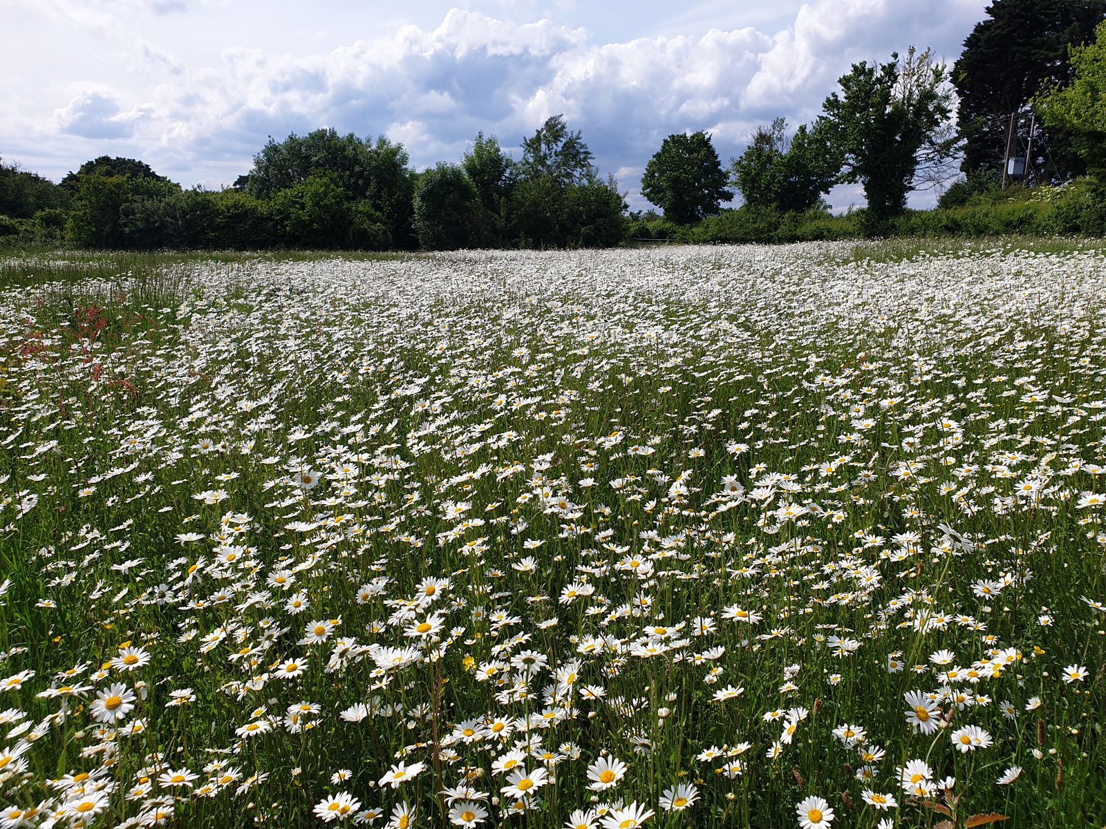 Lowland wildflower meadow