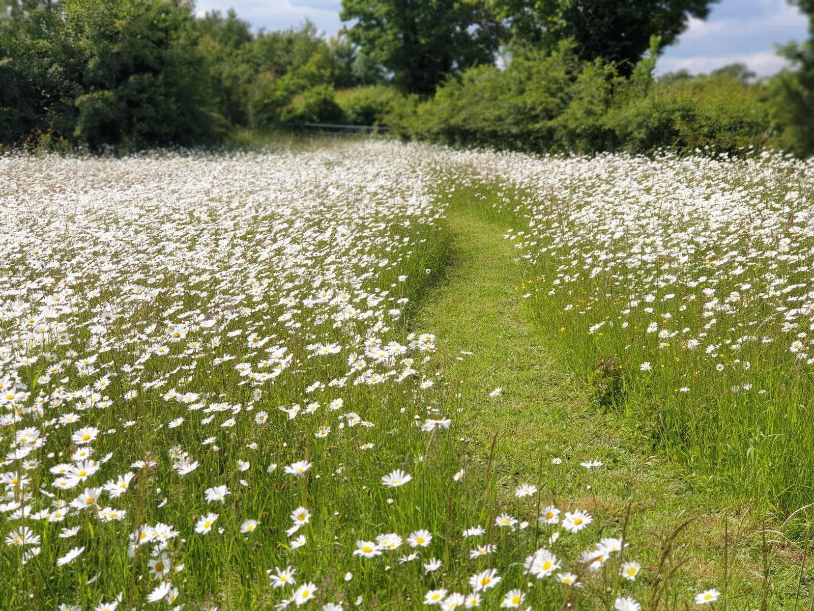 Mown path through orchard wildflower meadow