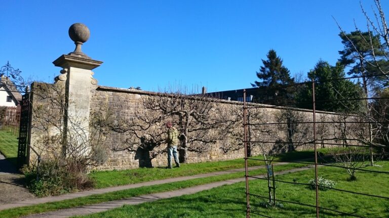 Pruning an apple espalier in a historic garden