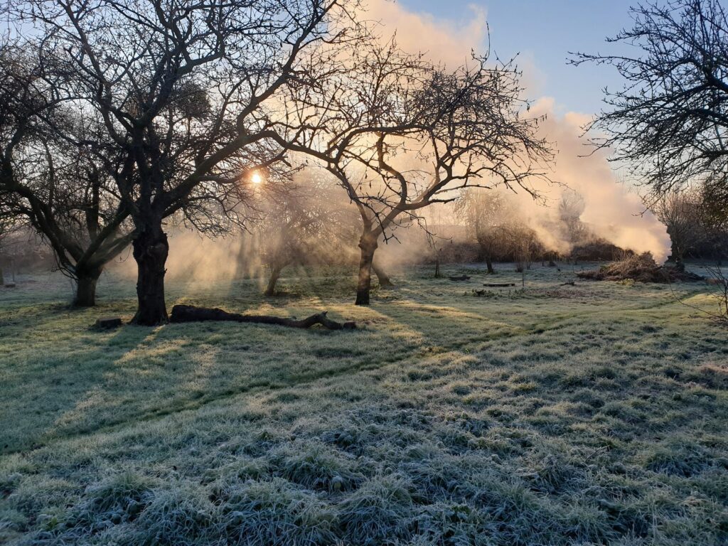 Restoring a wildflower meadow in an ancient orchard