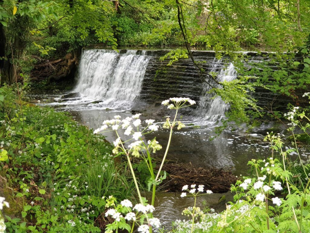 Spring flora along a Gloucestershire riverbank