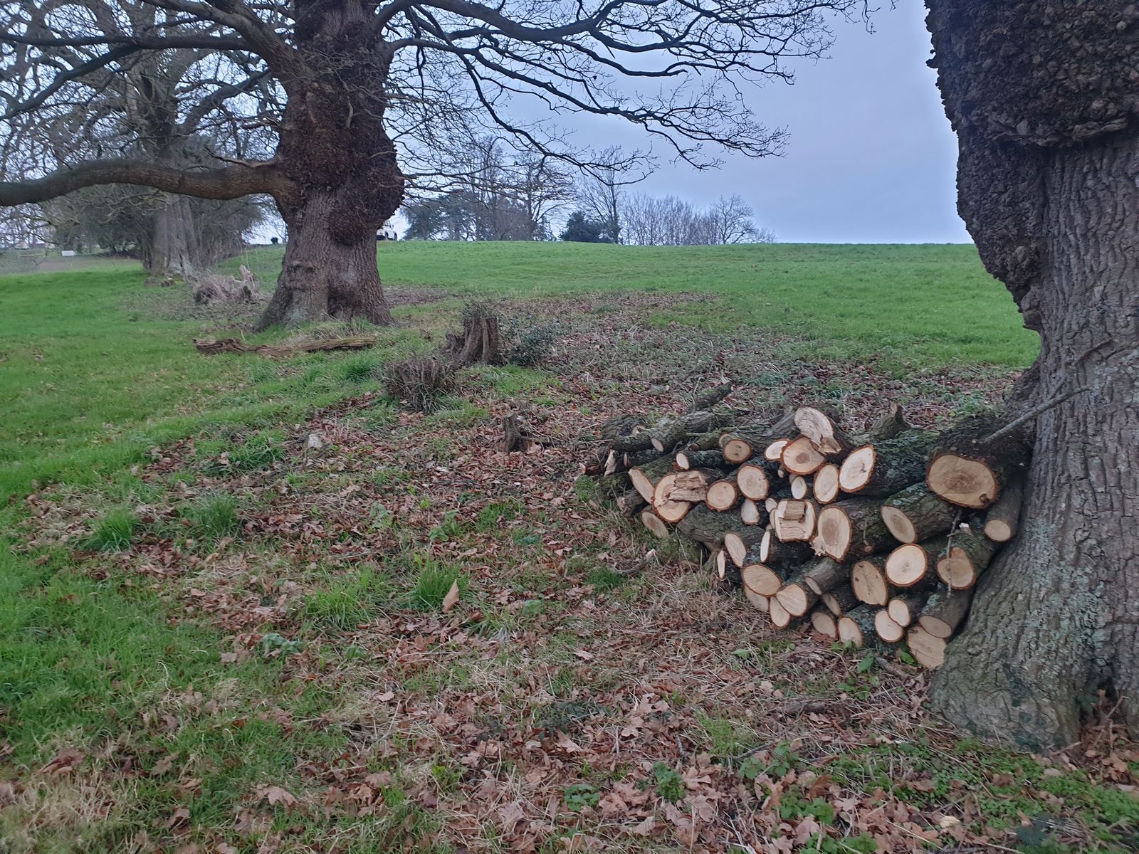 Veteran trees in a Victorian landscape