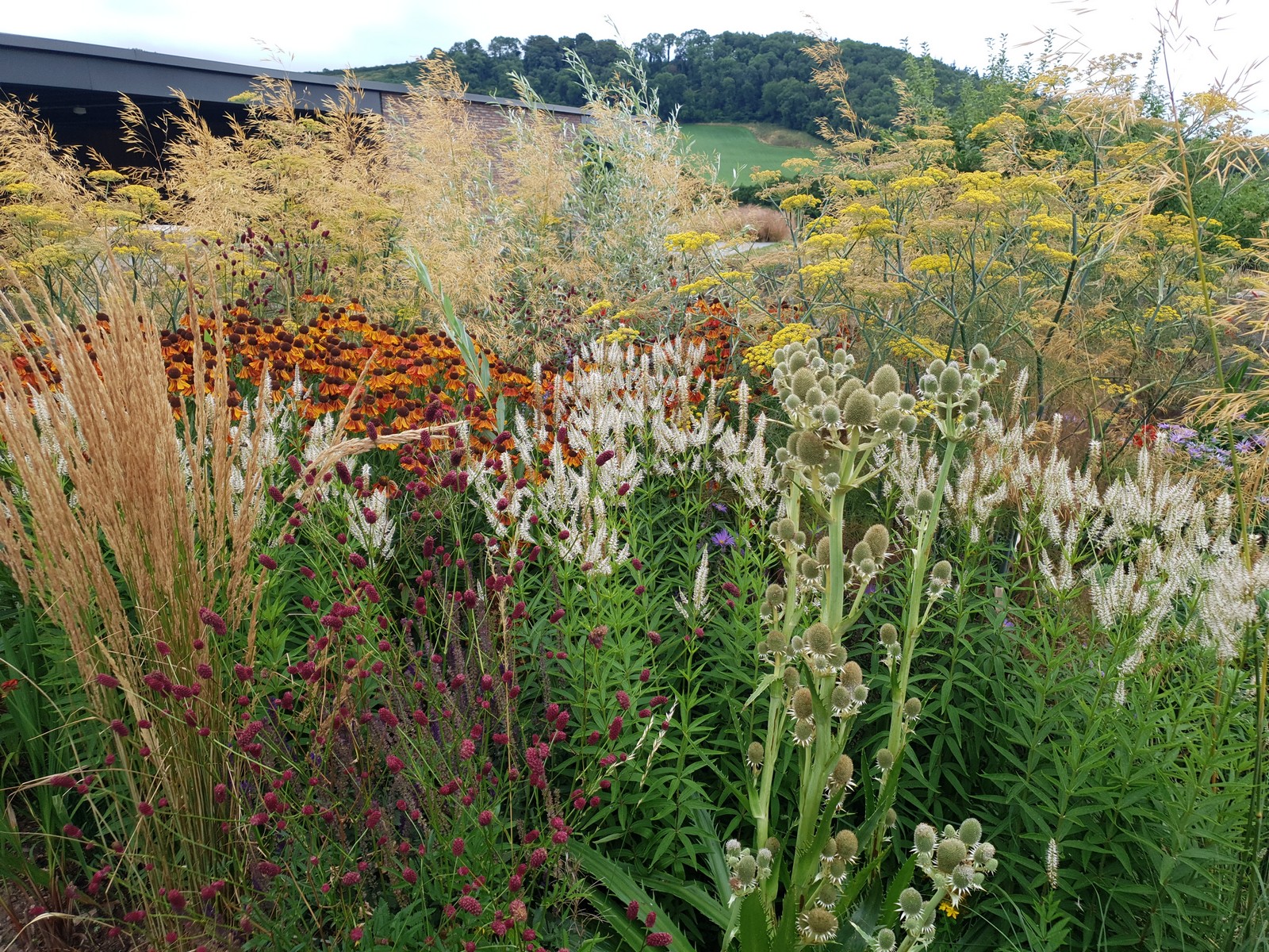 Weeding an herbaceous border in a Monmouthshire garden