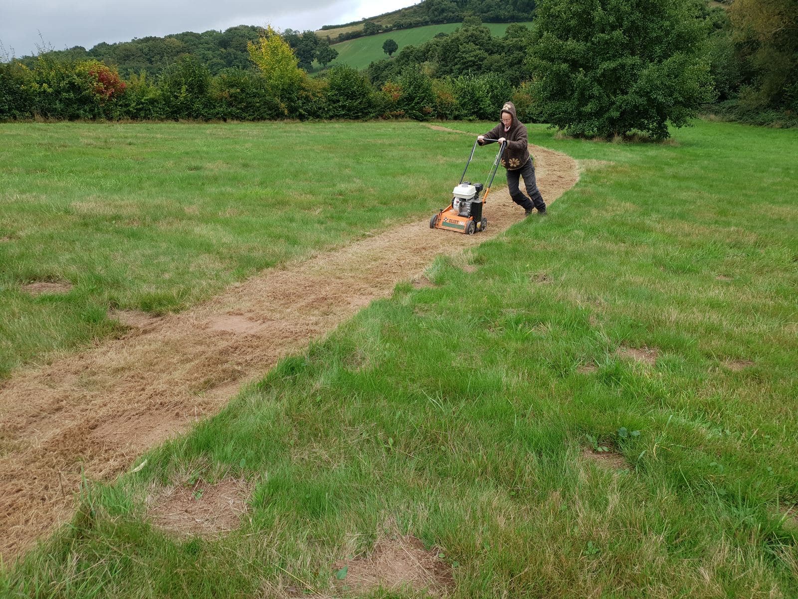 introducing Yellow Rattle to a meadow