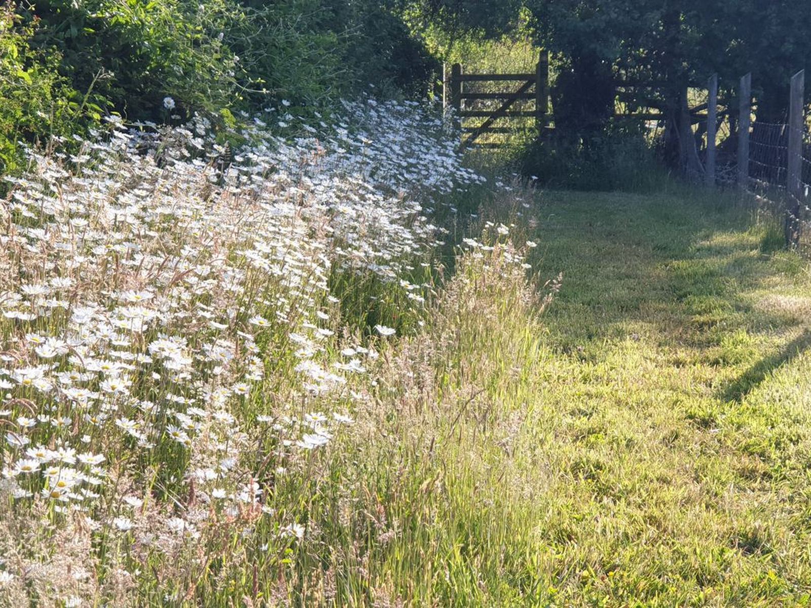 wildflower margin to mown lawn grassland strip