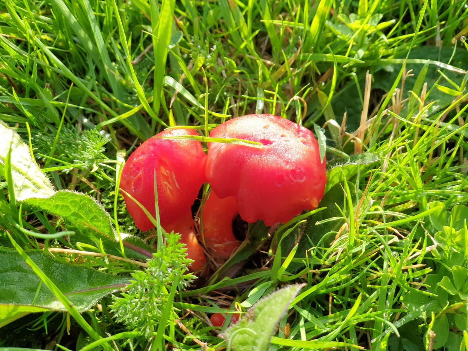 wax cap fungi in an old grassland in Monmouthshire