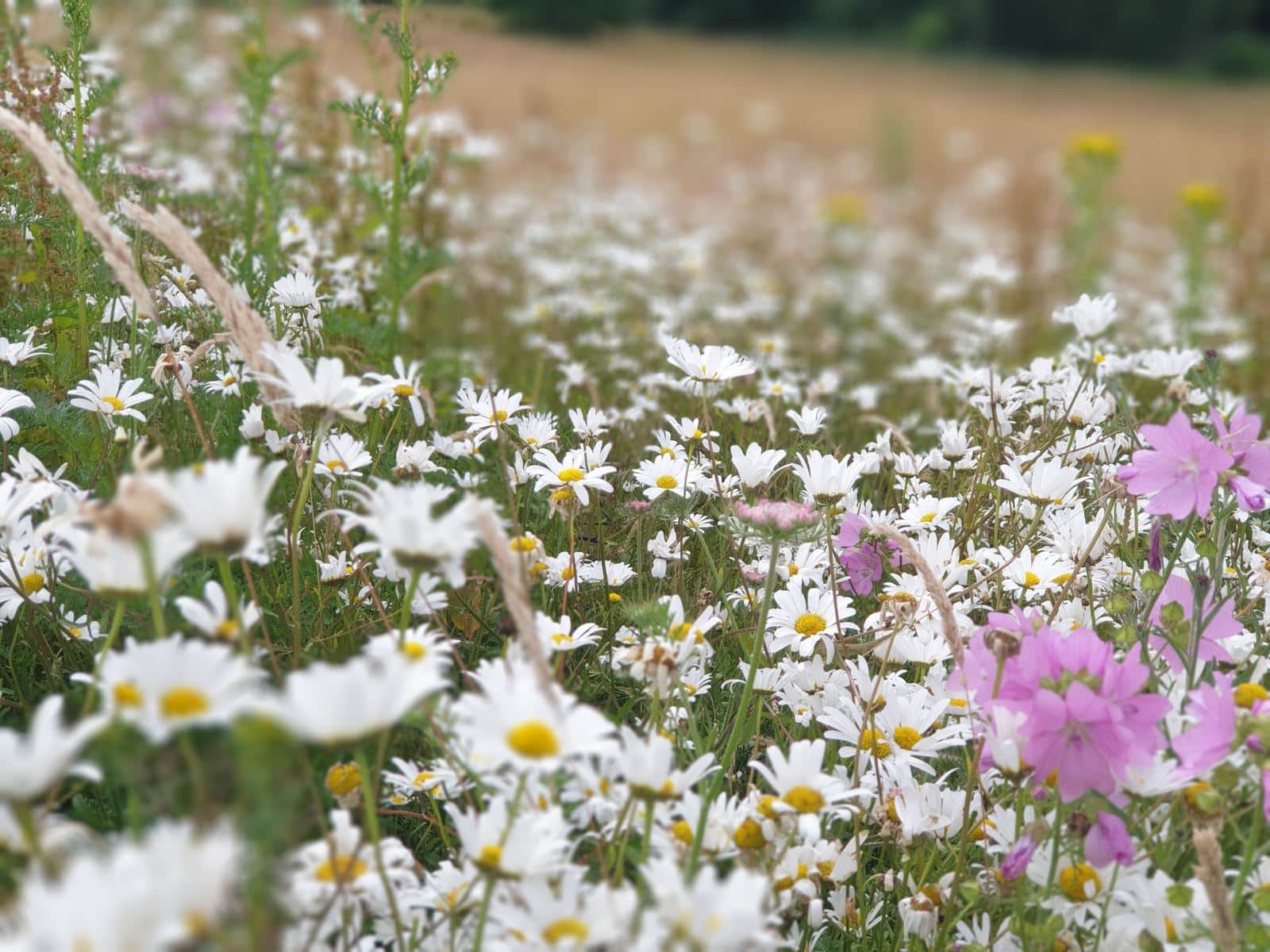 wildflower meadow