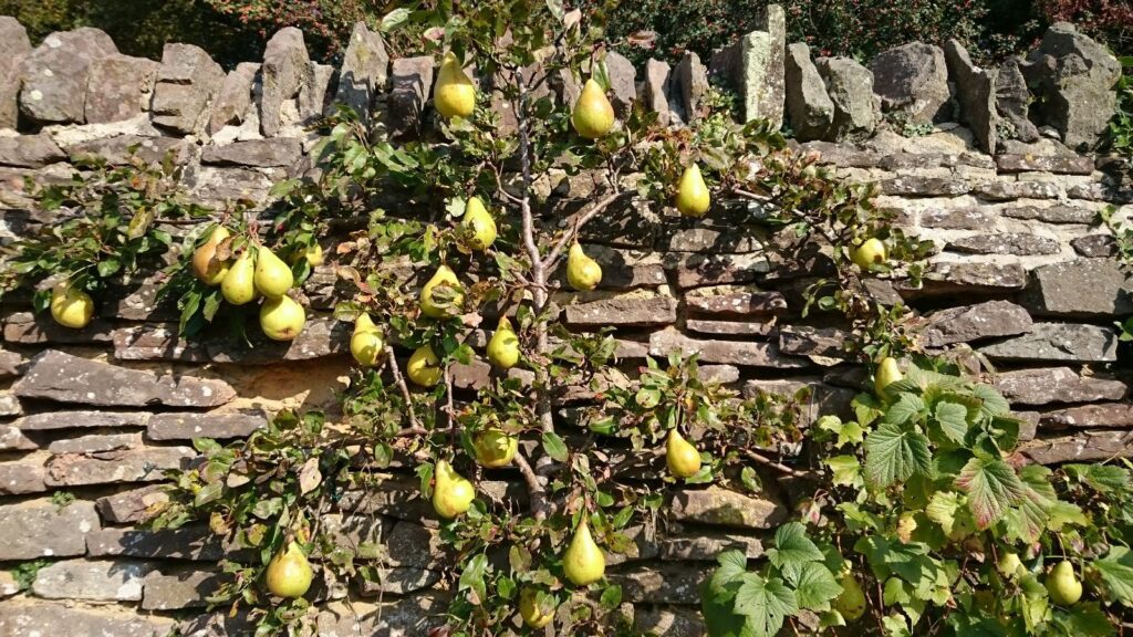 Walled trained Pear in South Gloucestershire