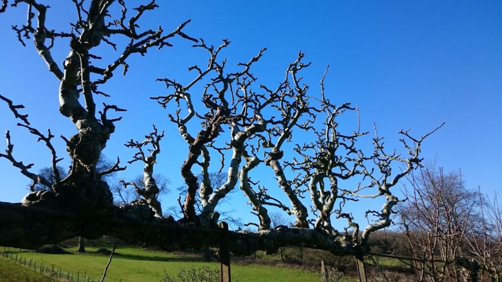 Old spur system on a veteran apple espalier