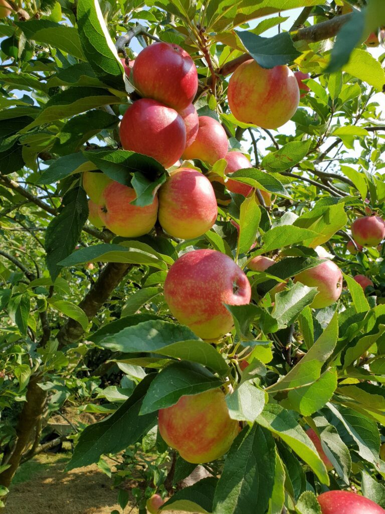 Apples on a spur bearing variety