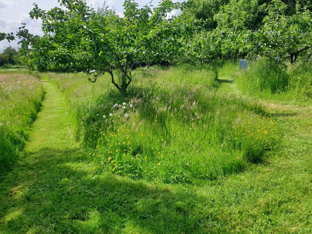 Orchard with meadow in South Gloucestershire