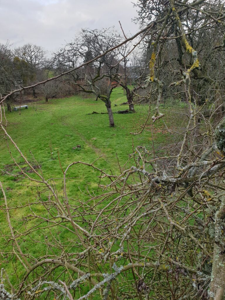 Congested branches on an old Perry Pear with diverse Lichen flora