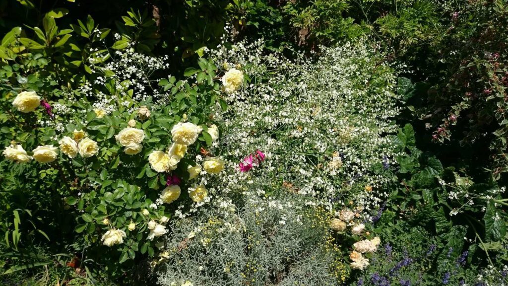 Rose in Crambe cordifolia