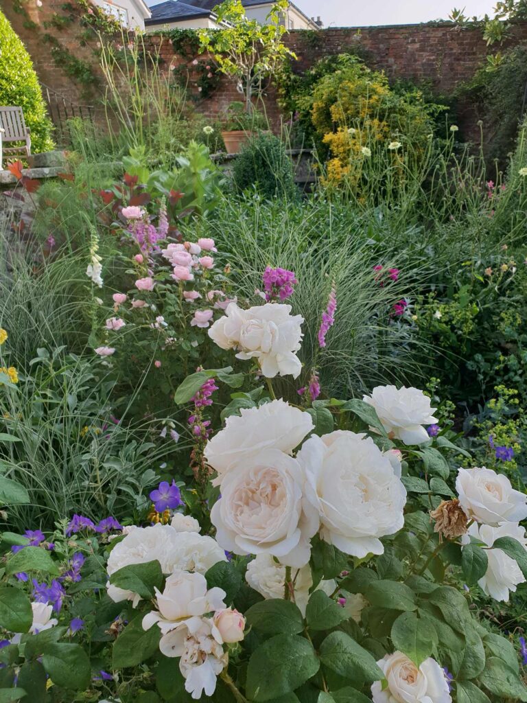 Shrub rose in an herbaceous border