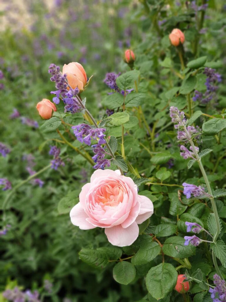 Shrub rose, grasses and Salvia