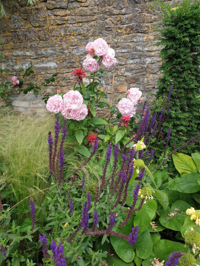 Shrub rose, grasses and Salvia