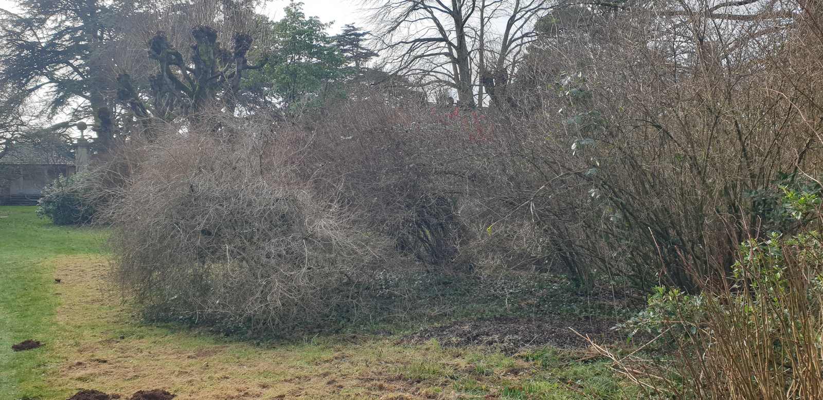 Dense thicket of flowering shrubs