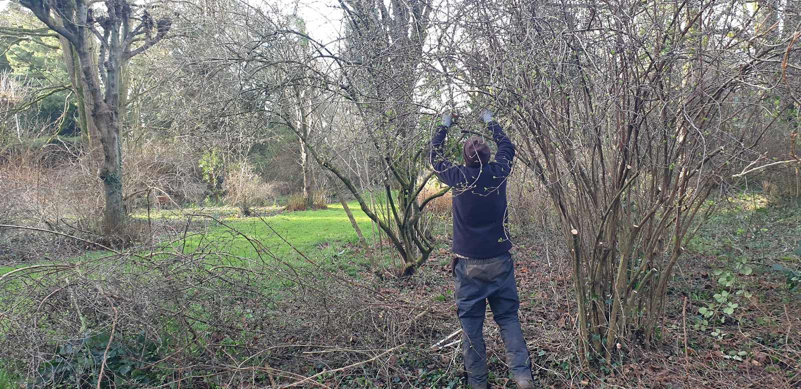 Renewal pruning a Viburnum x bodnantense