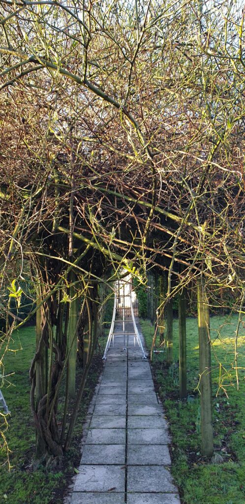 Overgrown Pergola