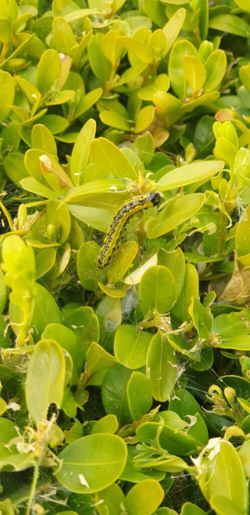 Box Moth Caterpillar