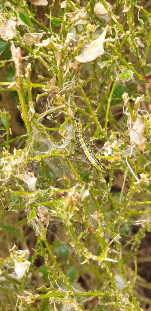 Box Moth Caterpillar