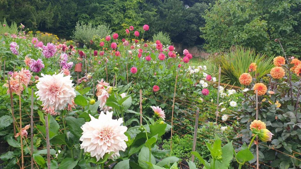 Dahlias in the cutting garden