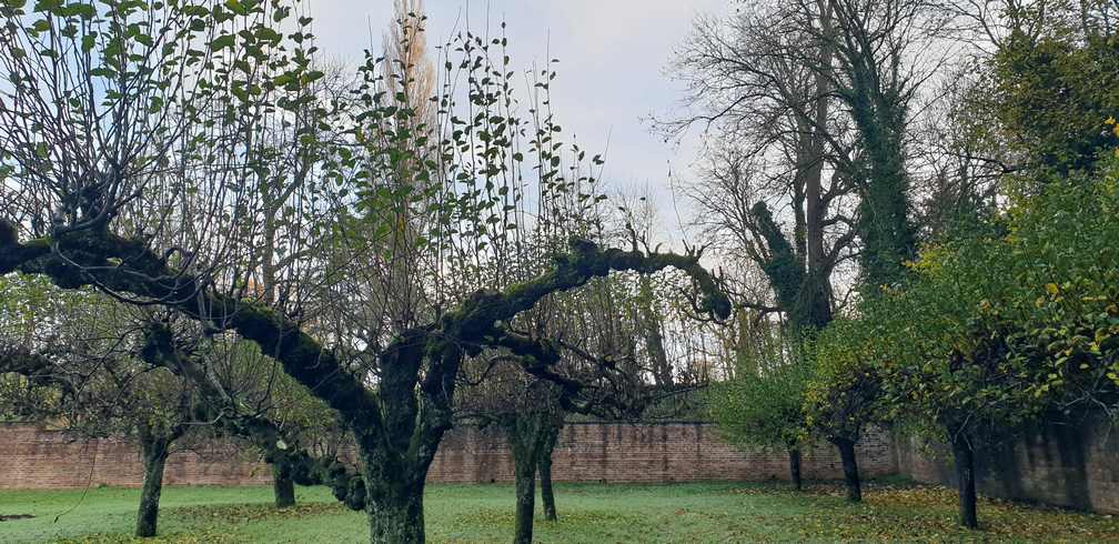 Apple trees in a walled garden