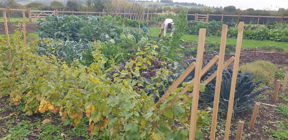 October 2025 - nuresery bed for grapes from the vineyard