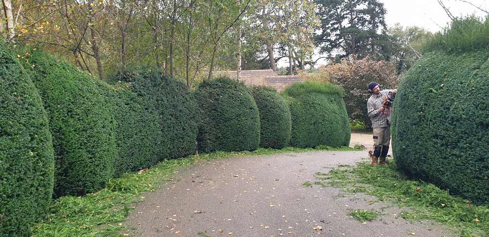 Cloud pruned Yew hedge in Elberton, South Gloucestershire