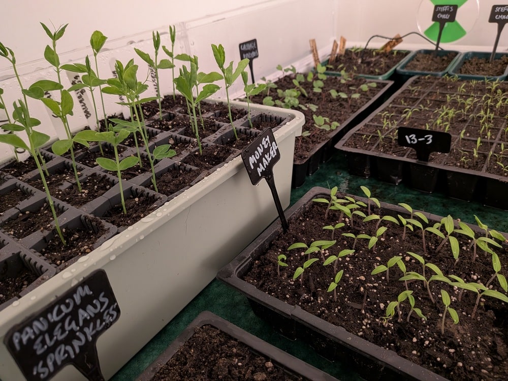 Seedlings in the propagator