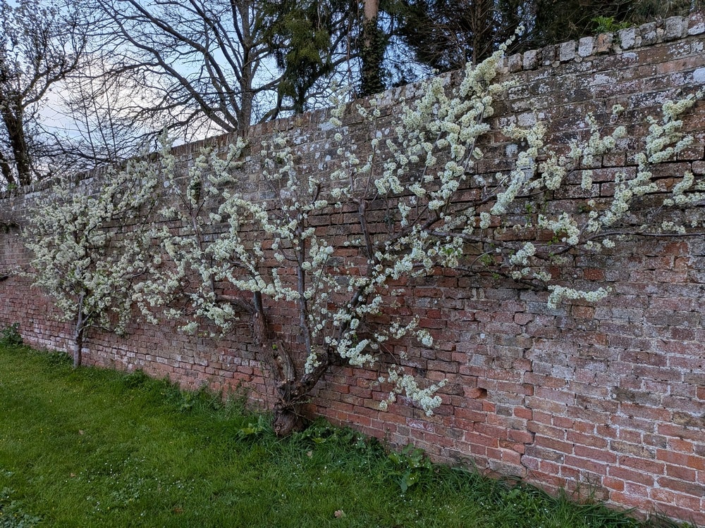 Trained Fruit in the Walled Garden